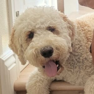 Meet your Posher, Linda